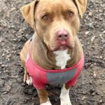 Pet of the Week – Rudolph