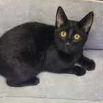 Pet of the Week 06222023