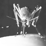 Mosquito BW