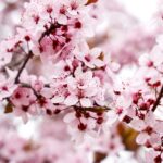 almond blossoms
