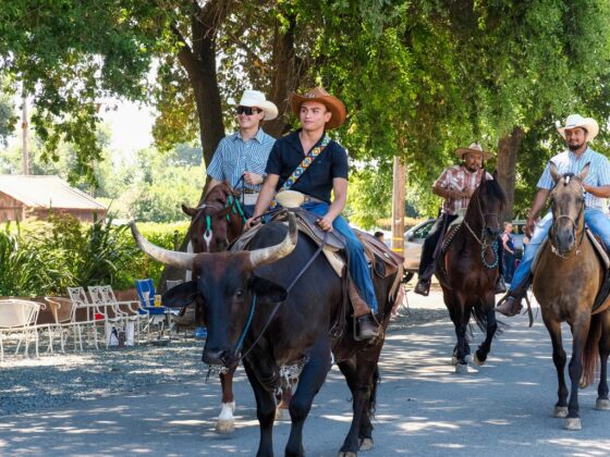 Horse riders, including one mounted on a longhorn, make their way through downtown during the Grimes 175th Anniversary and Fourth of July parade on July 4. Photo by Chris Pedigo.
