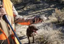 State predicts good quail, chukar hunting season